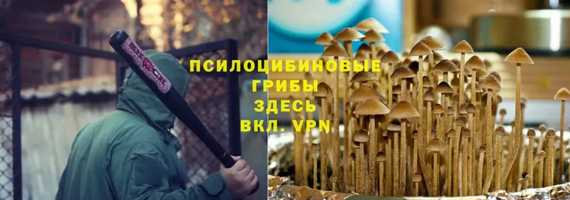 купить  сайты  Калининск  Псилоцибиновые грибы Psilocybe 